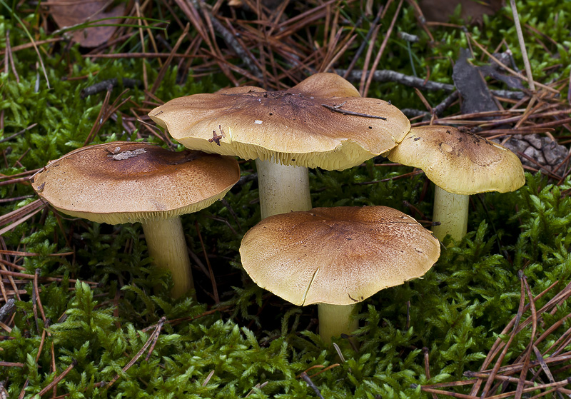 Tricholoma equestre